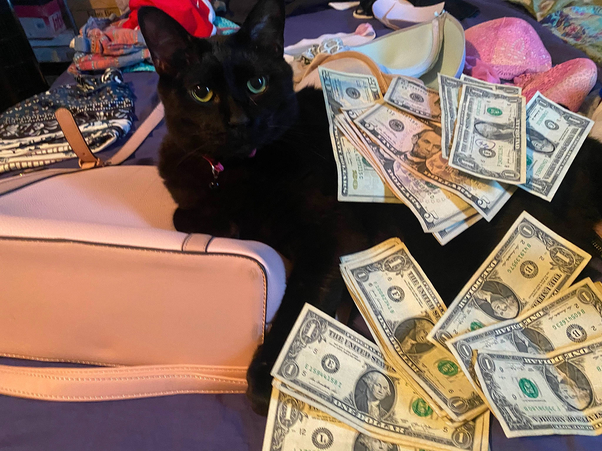 Hershey joined the competition — help win amazing prizes! bag, banknote, bombay, card_game, carnivore, cash, cat, computer_keyboard, currency, dollar, domestic_short_haired_cat, fashion_accessory, felidae, fur, money, money_handling, recreation, saving, small_to_medium_sized_cats, whiskers