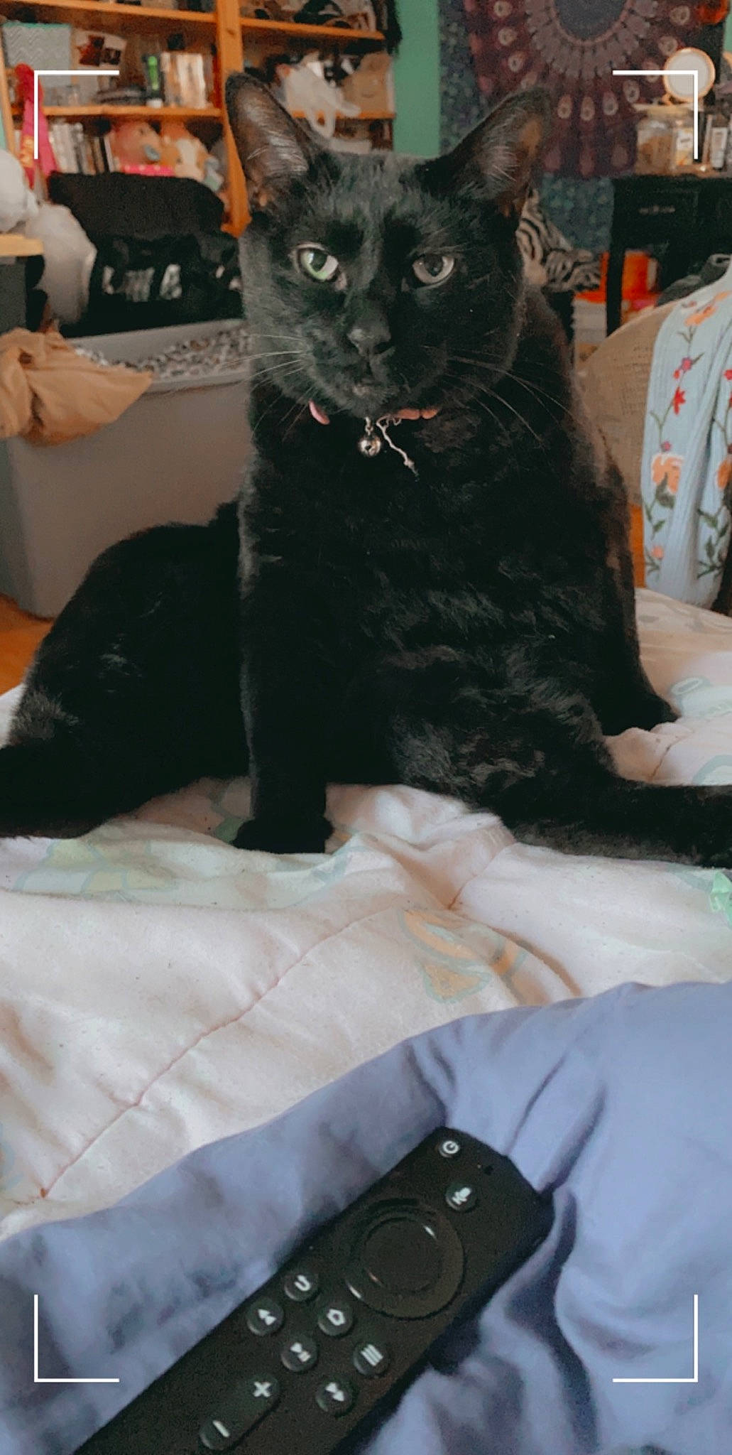 Hershey joined the competition — help win amazing prizes! bag, black_cat, bombay, canidae, carnivore, cat, claw, comfort, companion_dog, dog_breed, domestic_short_haired_cat, felidae, fur, linens, paw, small_to_medium_sized_cats, terrestrial_animal, whiskers