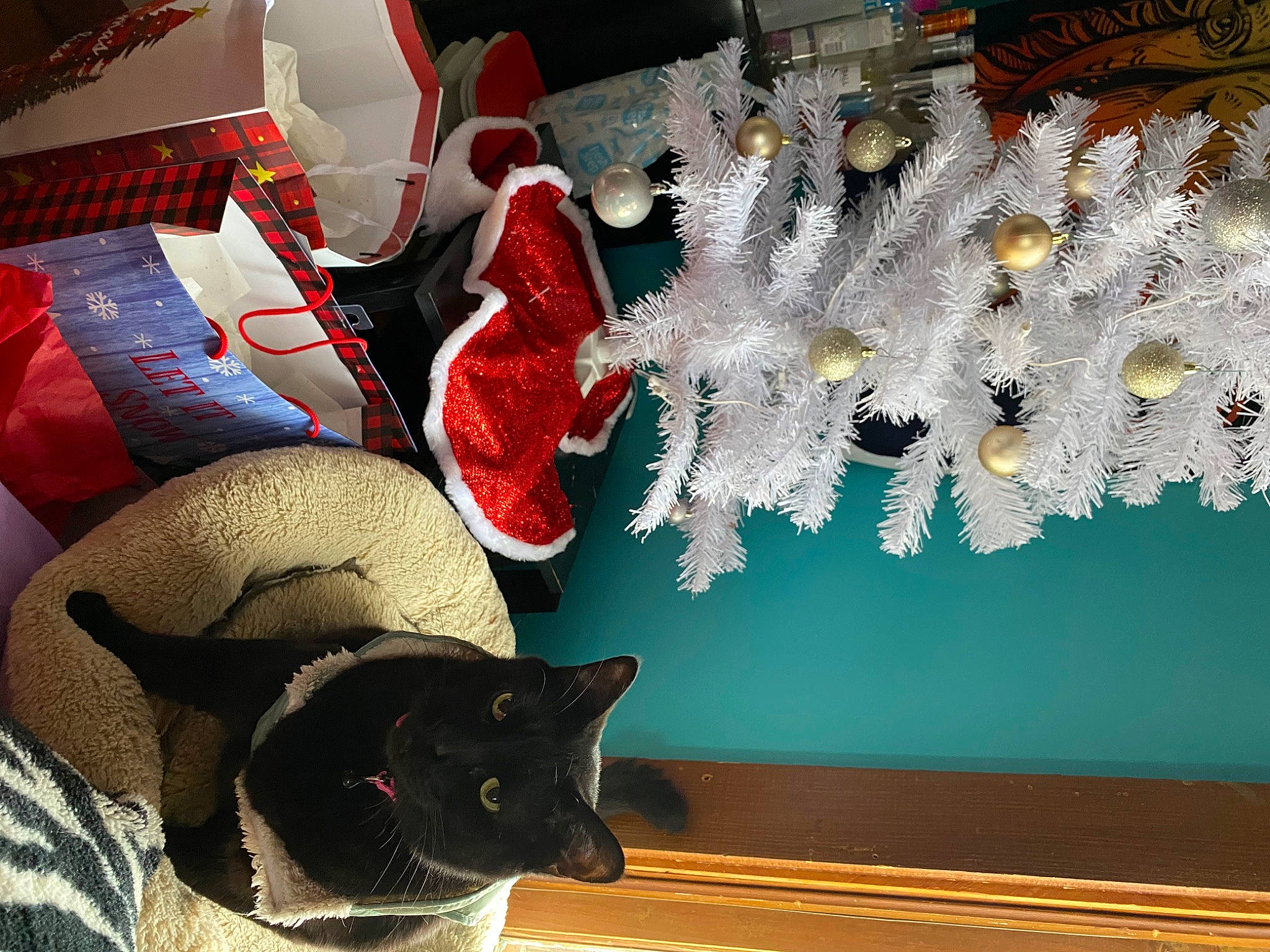 Hershey is registered to the contest to win money with this photo: black_cat, carmine, cat, cat_supply, christmas_decoration, comfort, decoration, domestic_short_haired_cat, event, fashion_accessory, felidae, fur, green, light, ornament, small_to_medium_sized_cats, vertebrate, whiskers, white, wood