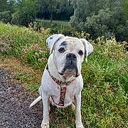 Oxana participe au concours pour gagner de l'argent avec cette photo : dog, white_dog, outdoor, grass, wildflowers, path, harness, sitting, nature, greenery, trees, pet, canine, animal, summer, daylight, cute, portrait, leash, spot