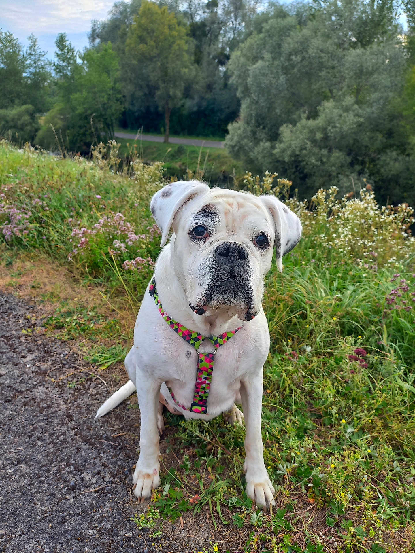 Oxana participe au concours pour gagner de l'argent avec cette photo : dog, white_dog, outdoor, grass, wildflowers, path, harness, sitting, nature, greenery, trees, pet, canine, animal, summer, daylight, cute, portrait, leash, spot