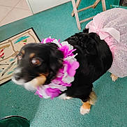 Sweet Pea joined the competition — help win amazing prizes! dog, black_dog, tutu, flower_lei, costume, indoor, carpet, furniture, wooden_stool, door, pet, animal, blur, purple, pink, white, decor, motion_blur, cute, funny