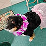 dog, black_dog, tutu, flower_lei, costume, indoor, carpet, furniture, wooden_stool, door, pet, animal, blur, purple, pink, white, decor, motion_blur, cute, funny