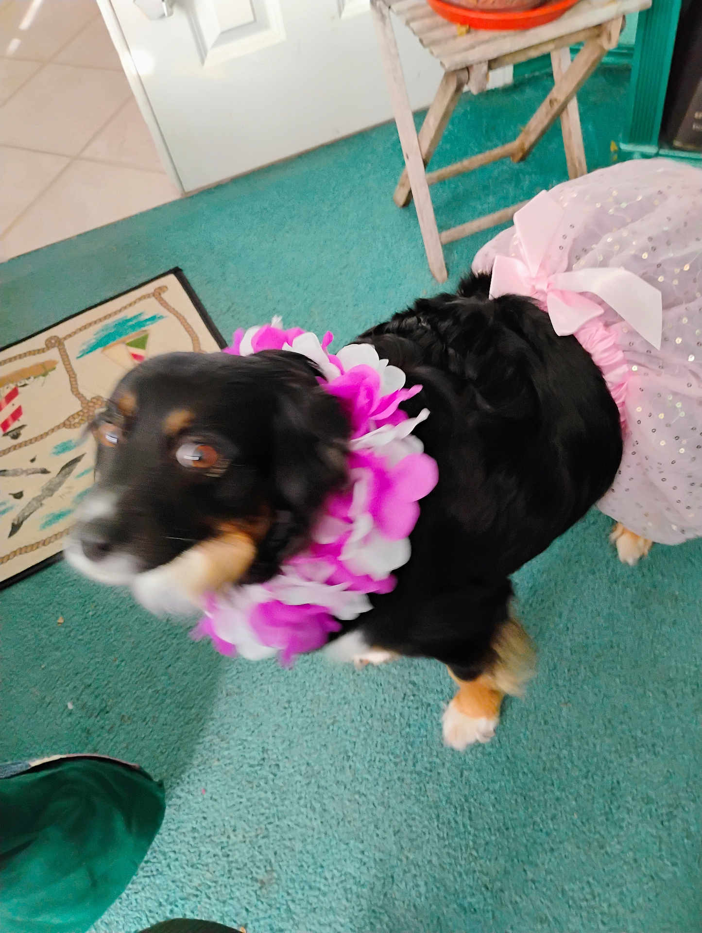 Sweet Pea joined the competition — help win amazing prizes! dog, black_dog, tutu, flower_lei, costume, indoor, carpet, furniture, wooden_stool, door, pet, animal, blur, purple, pink, white, decor, motion_blur, cute, funny