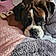 Mr Bojangles