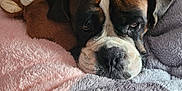 Mr Bojangles is registered to the contest to win money with this photo: dog, boxer, bed, blanket, stuffed_animal, resting, sleepy, cozy, pet, fur, indoors, comfort, animal, cute, brown, white, black, face, snout, ears