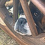Mr Bojangles joined the competition — help win amazing prizes! dog, wood, chair, outdoor, pet, face, nose, eye, animal, brown, black, white, fur, closeup, grass, nature, resting, curious, woodgrain, daylight