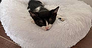 Bad a rejoint le concours — aidez-le/la à gagner de superbes lots ! kitten, cat, black_and_white, sleeping, resting, fluffy_bed, pet_bed, fur, pink_nose, ears, whiskers, indoor, home, cozy, white, brown_floor, tile_floor, wall, relaxed, cute