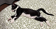 Bad a rejoint le concours — aidez-le/la à gagner de superbes lots ! animal, bed, bedroom, bedspread, black_and_white, cat, curtains, home, indoors, leaf_pattern, lying_down, paws, pet, photography, pillow, relaxed, sleeping, tail, tuxedo_cat, whiskers