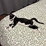cat, black_and_white, tuxedo_cat, sleeping, lying_down, relaxed, pet, animal, bed, bedroom, bedspread, leaf_pattern, indoors, home, curtains, pillow, tail, paws, whiskers, photography