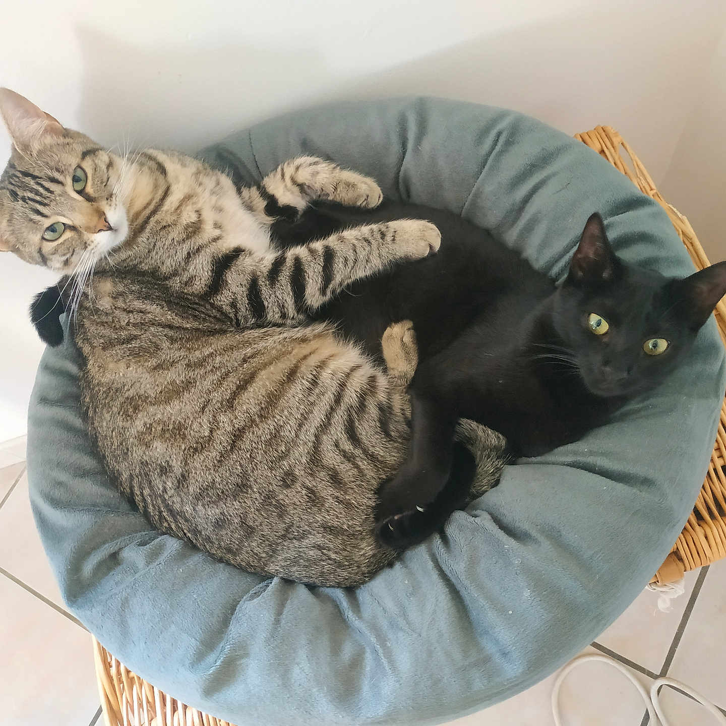 Luna Et Suna participe au concours pour gagner de l'argent avec cette photo : animal, black_cat, cat, chair, companion, cozy, curious, cushion, eyes, feline, floor, fur, home, indoor, pet, resting, tabby_cat, tile, whiskers, wicker