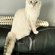 Eden participe au concours pour gagner de l'argent avec cette photo : animal, black_leather_couch, blue_eyes, cat, cute, domestic, ears, feline, fluffy, fur, home, indoor, looking_at_camera, pet, pillow, relaxed, sitting, tail, wall, whiskers