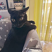 Balou a rejoint le concours — aidez-le/la à gagner de superbes lots ! animal, black_cat, blanket, cat, cozy, curious, daylight, floor, framed_art, furniture, gray, indoor, mammal, pet, plant, potted_plant, star_pattern, whiskers, wide_eyes, yellow_curtains