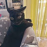 animal, black_cat, blanket, cat, cozy, curious, daylight, floor, framed_art, furniture, gray, indoor, mammal, pet, plant, potted_plant, star_pattern, whiskers, wide_eyes, yellow_curtains