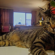 Lucky is registered to the contest to win money with this photo: animal, blurred_background, cat, closeup, cozy, curtains, feline, flowers, furniture, home, indoor, living_room, pet, relaxed, striped, tabby, table, vase, whiskers, window