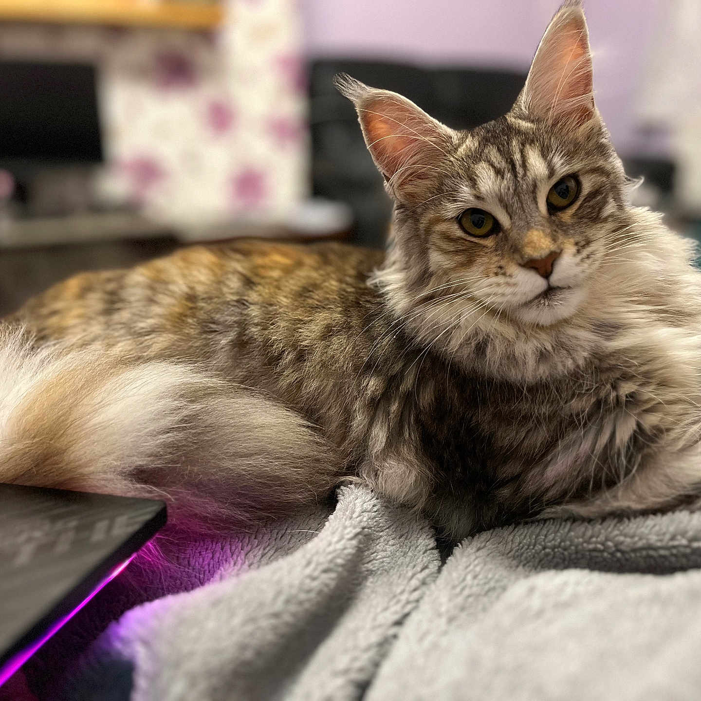 Luna is registered to the contest to win money with this photo: abyssinian, animal, blanket, cat, computer, computerhardware, computerkeyboard, couch, creditcard, electronics, furniture, hardware, kitten, laptop, manx, monitor, pc, pet, screen, text