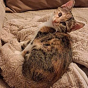 Kismet participe au concours pour gagner de l'argent avec cette photo : animal, blanket, cat, comfortable, couch, cozy, curious, cute, ears, feline, fur, indoor, pet, relaxed, resting, sleepy, soft, tabby, warm, whiskers