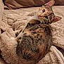 animal, blanket, cat, comfortable, couch, cozy, curious, cute, ears, feline, fur, indoor, pet, relaxed, resting, sleepy, soft, tabby, warm, whiskers