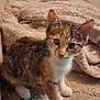 Kismet a rejoint le concours — aidez-le/la à gagner de superbes lots ! animal, beige, blanket, calico, cat, cozy, curious, cute, feline, fur, indoor, kitten, paw, pet, small, soft, tabby, texture, whiskers, young