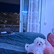 Crevette a rejoint le concours — aidez-le/la à gagner de superbes lots ! dog, puppy, white_dog, person, tattoo, glasses, couch, blanket, curtains, sliding_door, balcony, chair, statue, indoor, relaxing, night, window, blue_light, pet, home