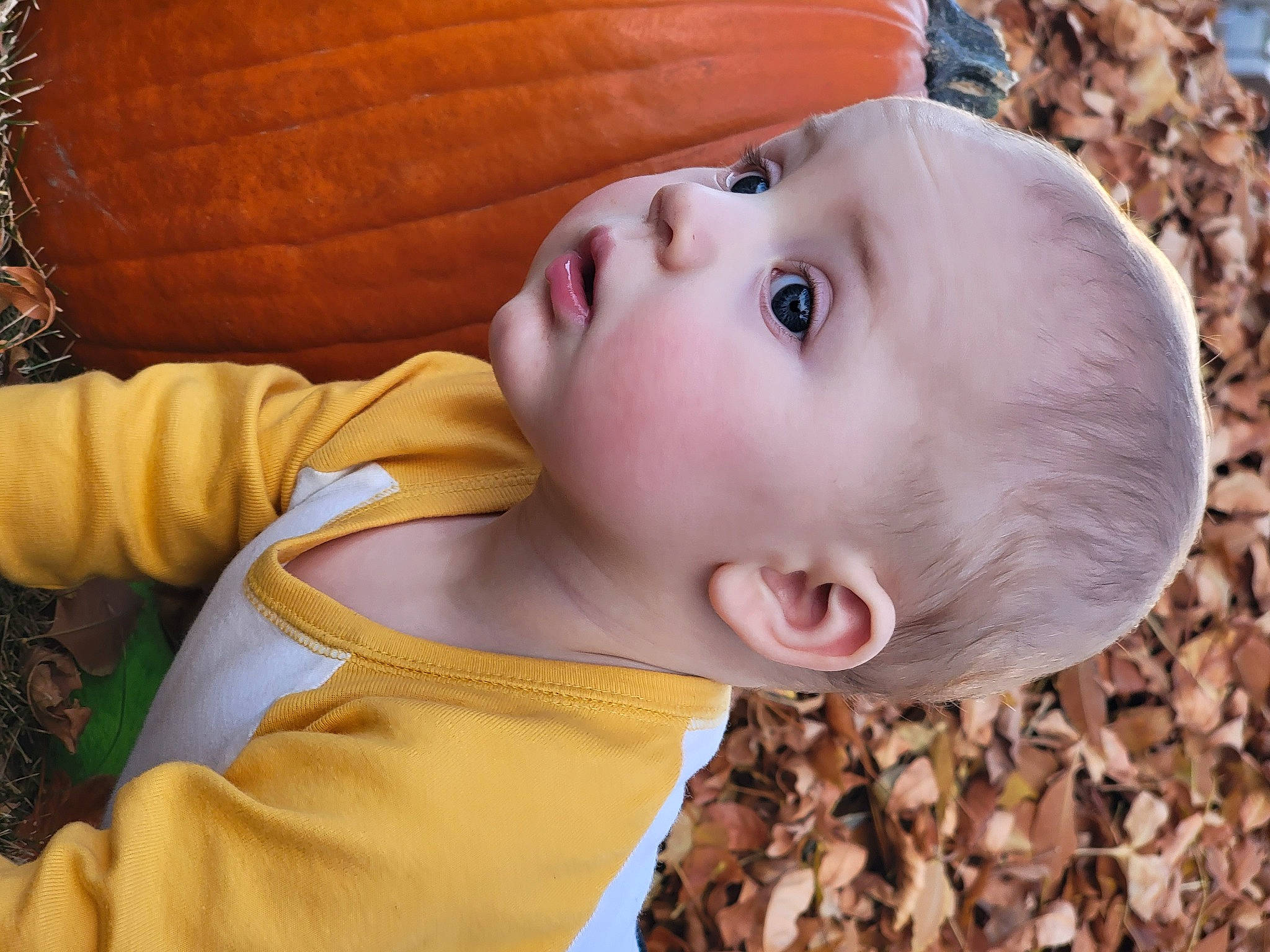 Ledger is registered to the contest to win money with this photo: baby, baby_toddler_clothing, cheek, child, eye, eyelash, fun, grass, happy, hat, iris, lip, mouth, nose, person, plant, skin, smile, surprise, toddler