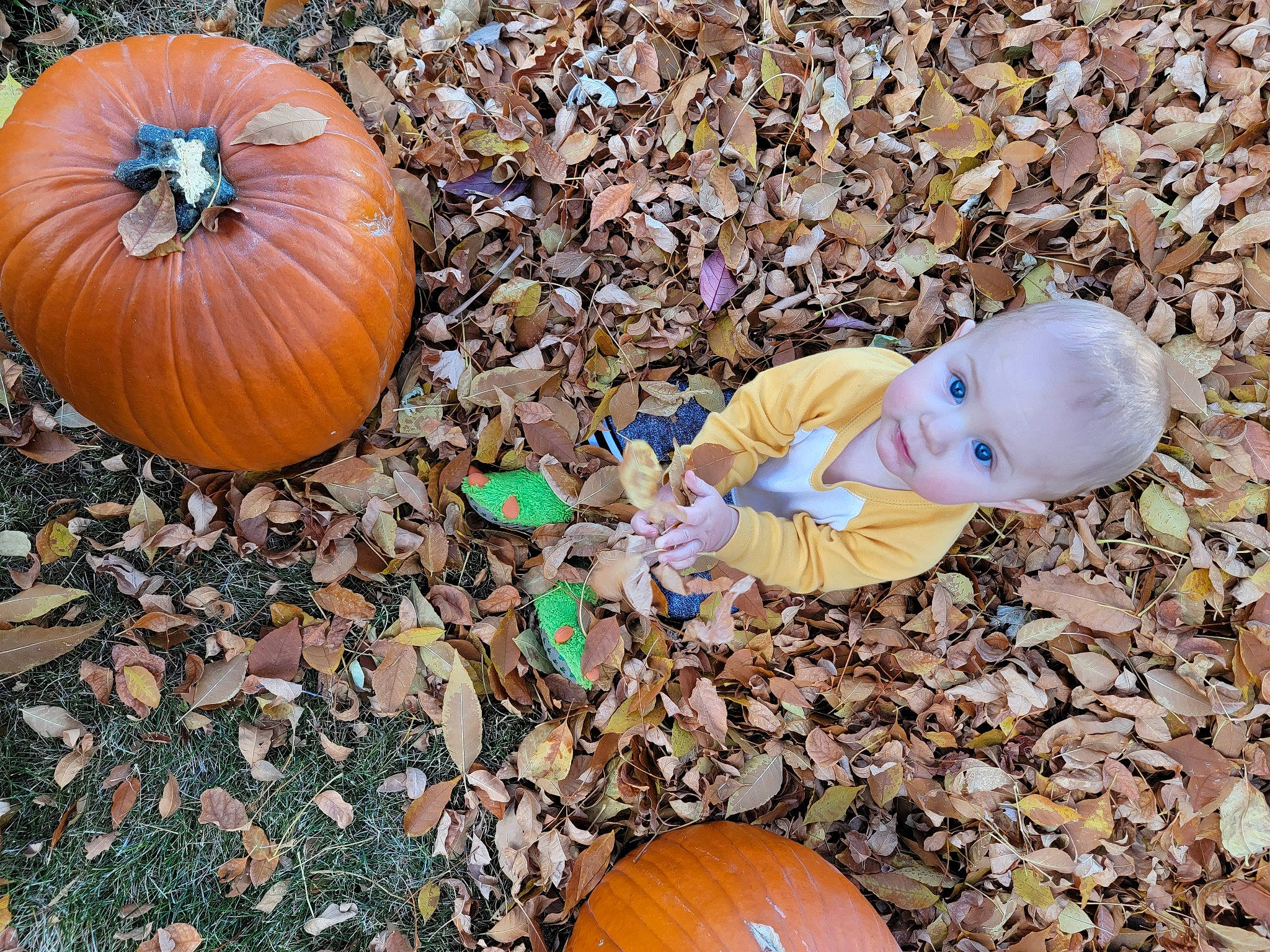 Ledger is registered to the contest to win money with this photo: calabaza, cucurbita, gourd, grass, head, leaf, local_food, mammal, natural_foods, orange, organism, people_in_nature, person, plant, pumpkin, squash, toy, vegetable, vertebrate, winter_squash