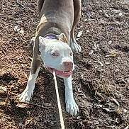 Lyla joined the competition — help win amazing prizes! animal, brown_body, collar, dirt_ground, dog, forest_floor, leash, leaves, outdoor, paws, pet, pitbull, playing, purple_collar, snout, stick, teeth, tongue, tugging, white_face