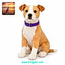 Lyla is registered to the contest to win money with this photo: animal_toy, beach, calm, cute, dog_on_rock, inset_photo, nature, orange_and_white, outdoor, pet, plush_toy, purple_collar, real_dog, sitting, sky, stuffed_dog, sunset, toy_dog, website_text, white_background
