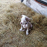 Lyla is registered to the contest to win money with this photo: animal, barn, brown, collar, cute, dog, ears, farm, fur, ground, hay, nature, outdoor, pet, puppy, resting, rural, sitting, white, young