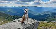 Lyla joined the competition — help win amazing prizes! adventure, canine, clouds, collar, dog, grass, hiking, landscape, mountain, mountaintop, nature, outdoors, pet, portrait, rock, scenery, scenic, sky, summit, trail