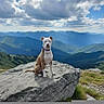 adventure, canine, clouds, collar, dog, grass, hiking, landscape, mountain, mountaintop, nature, outdoors, pet, portrait, rock, scenery, scenic, sky, summit, trail