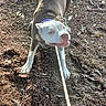 Lyla is registered to the contest to win money with this photo: animal, canine, collar, dirt, dog, excited, eyes, ground, leash, leaves, motion_blur, outdoors, paw, pet, pitbull, playful, snout, sunlight, tongue, tugging