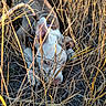 Lyla joined the competition — help win amazing prizes! animal, brown, camouflage, canine, collar, crouching, dog, dry_grass, ears, eyes, field, fur, grass, nature, outdoor, pet, snout, sunlight, white, wild