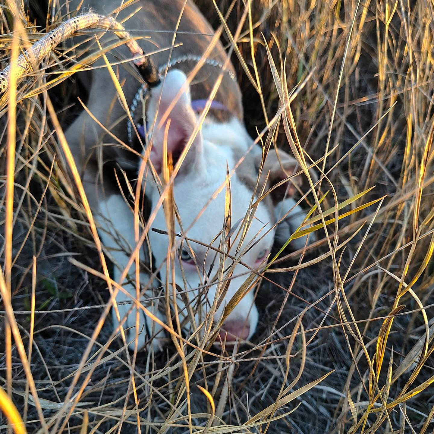 Lyla