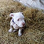 puppy, dog, young_dog, straw, barn, farm, brown, white, collar, curious, sitting, animal, pet, indoor, rustic, young_animal, cute, small, fur, canine
