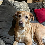 Princesse participe au concours pour gagner de l'argent avec cette photo : dog, couch, pillow, blanket, indoor, pet, canine, relaxed, fur, living_room, comfort, resting, domestic_animal, home, brown, white, soft, cozy, animal, furniture