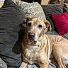 dog, couch, pillow, blanket, indoor, pet, canine, relaxed, fur, living_room, comfort, resting, domestic_animal, home, brown, white, soft, cozy, animal, furniture
