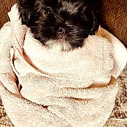 Ozzy is registered to the contest to win money with this photo: puppy, dog, towel, wrapped, cozy, black_fur, snug, cute, pet, sleepy, soft_texture, indoor, close_up, small, nose, fur, animal, resting, brown_background, adorable