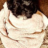 puppy, dog, towel, wrapped, cozy, black_fur, snug, cute, pet, sleepy, soft_texture, indoor, close_up, small, nose, fur, animal, resting, brown_background, adorable