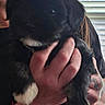 Ozzy joined the competition — help win amazing prizes! person, puppy, dog, black_dog, tattoo, glasses, hand, indoor, window, blinds, holding, pet, cute, animal, white_paws, short_hair, casual_clothing, face_partial, light, home