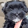 Ozzy is registered to the contest to win money with this photo: puppy, dog, black_fur, white_patch, hand, indoor, ceiling_light, cute, pet, young_dog, fur, animal, portrait, close_up, holding, small, face, adorable, domestic_animal, mammal