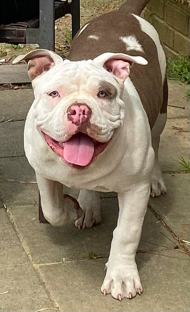 Blancho Chico Webb is registered to the contest to win money with this photo: bulldog, canidae, carnivore, companion_dog, dog, dog_breed, dog_collar, fawn, fur, grass, molosser, pink, plant, snout, sporting_group, terrestrial_animal, toy_dog, whiskers, working_animal, wrinkle