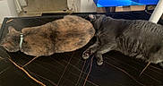 Ozuna is registered to the contest to win money with this photo: cat, two_cats, gray_cat, tortoiseshell_cat, sleeping, table, indoor, collar, resting, fur, domestic_animal, pet, feline, black_table, orange_streaks, floor, plastic_bag, trash_can, box, relaxed