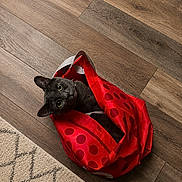 Ozuna is registered to the contest to win money with this photo: cat, black_cat, red_bag, polka_dot, wooden_floor, carpet, curious, pet, indoor, animal, cute, eyes, feline, playful, domestic_animal, looking_up, flooring, texture, cozy, home
