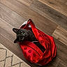 animal, black_cat, carpet, cat, cozy, curious, cute, domestic_animal, eyes, feline, flooring, home, indoor, looking_up, pet, playful, polka_dot, red_bag, texture, wooden_floor