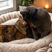 Ozuna is registered to the contest to win money with this photo: cat, cats, feline, pet, indoor, cozy, bed, fluffy, collar, window, plant, nuzzling, gray_cat, tabby_cat, soft_light, cute, animal, resting, warm, comfort