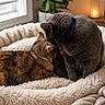 animal, bed, cat, cats, collar, comfort, cozy, cute, feline, fluffy, gray_cat, indoor, nuzzling, pet, plant, resting, soft_light, tabby_cat, warm, window