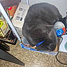 Ozuna joined the competition — help win amazing prizes! cat, gray_cat, blue_collar, cardboard_box, cans, floor, tile_floor, indoor, curled_up, sleeping_cat, feline, pet, domestic_cat, clutter, corner, household_items, metal_rack, box, resting, cozy