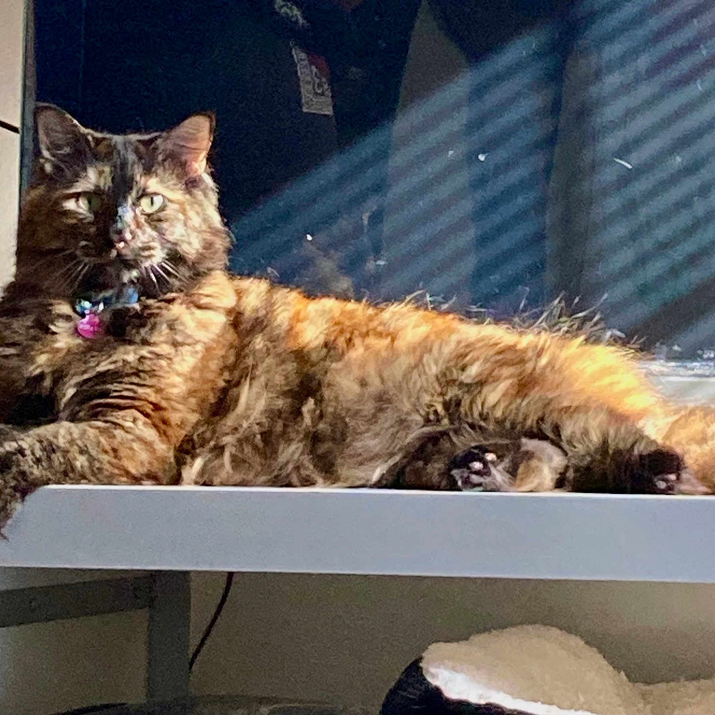 Pikachu joined the competition — help win amazing prizes! cat, tortoiseshell, feline, pet, animal, table, indoor, sunlight, shadow, relaxing, fur, green_eyes, window, striped_light, domestic_cat, resting, calm, cozy, home, portrait