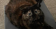 Pikachu is registered to the contest to win money with this photo: animal, cat, chair, cozy, curious, cute, domestic_cat, feline, floor, fur, gray_chair, indoor, long_hair, looking_up, paws, pet, seated, tile_floor, tortoiseshell, whiskers